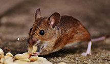 24 Hour & Emergency Exterminators in Tunkhannock, PA